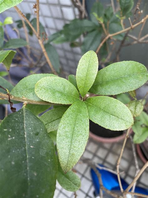 桂花葉子 枯黃 原因|【桂花葉子枯黃】擺脱惱人枯黃！桂花葉子健康指南，。